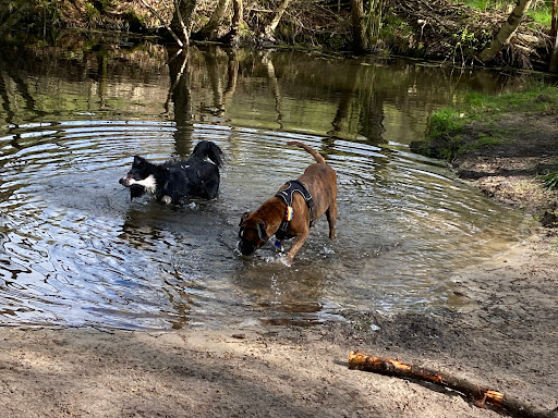 Hundebadeanstalt Wingst - Thumbnail