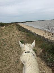 Photo n°16 de Haras De Saint Vivien à Saint-Vivien-de-Médoc (Centre de randonnée équestre)