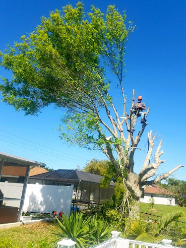 Timber Time Tree Care LLC