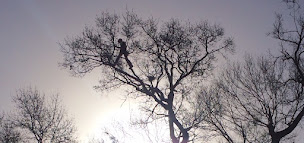 Photo n°1 de A La Hauteur Des Cimes | Élagage Abattage Taille Arbres Broyage Rognage Souche 17 Charente-Maritime Royan Semussac Meschers à Semussac (Service d'élagage)