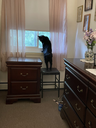 Volunteer Services For Animals