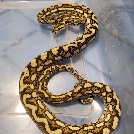 Earle's Exotics - Thumbnail