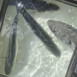 Photo n°3 de Captain Guillaume à La Flotte (Club de pêche)