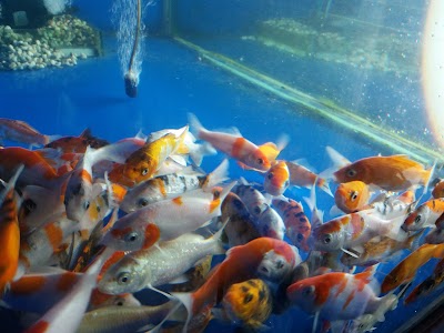 Photos of The Aquarium World