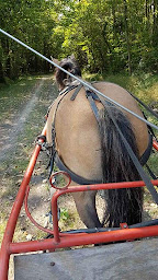 Photo n°10 de centre équestre / Écuries ROCA à Beaumont-en-Véron (Centre équestre)