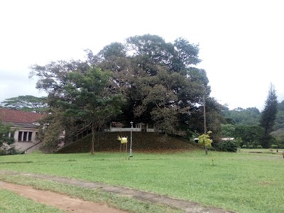Photos of Senate Premises Bodhi Tree, University of Peradeniya