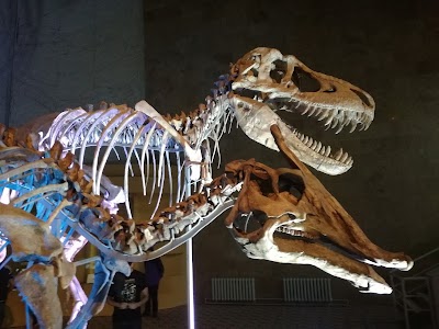 Photos of Central Museum of Mongolian Dinosaurs