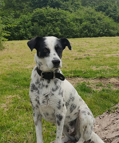 Natalie Stiller CaniOrama - Rundum entspannt mit Hund photo