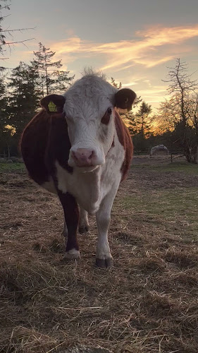 Opinii despre løkken bondegårds ferie în Hjørring - Hotel
