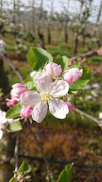 Photo n°7 de Les Vergers du Moiron à Saint-Avit-Saint-Nazaire (Magasin de produits de la ferme)