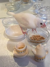 Hanagara Animal Cafe