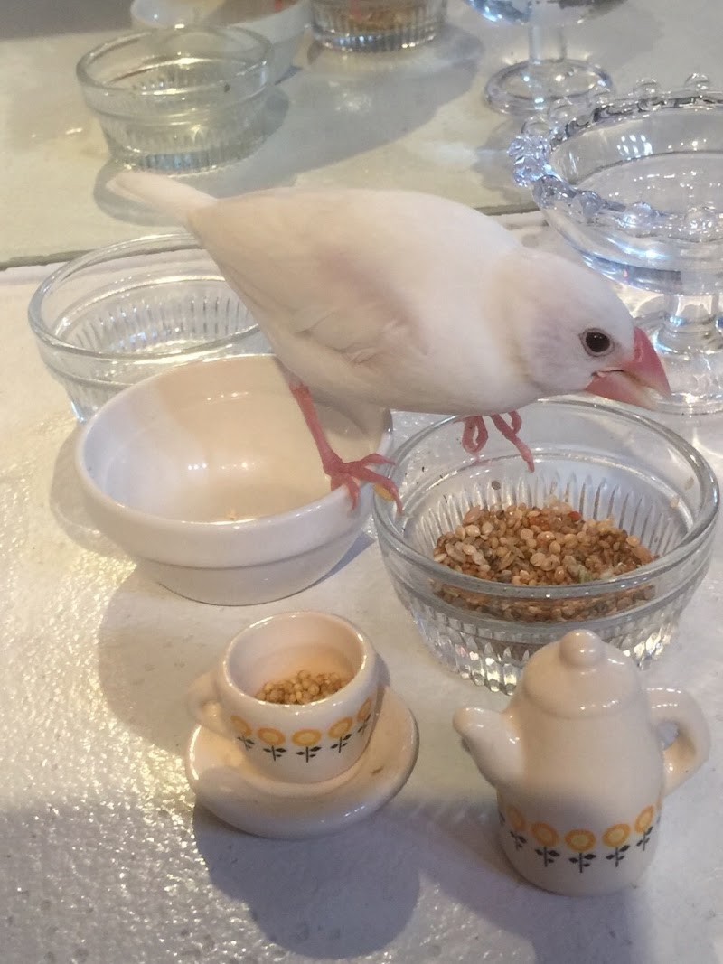 Hanagara Animal Cafe