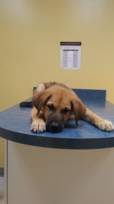 veterinary-care