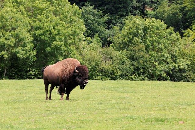La Bisonnerie Earl