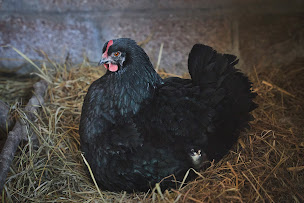 Photo n°24 de ferme de franqueville à Sainte-Marie-du-Mont (Maison d'hôtes)