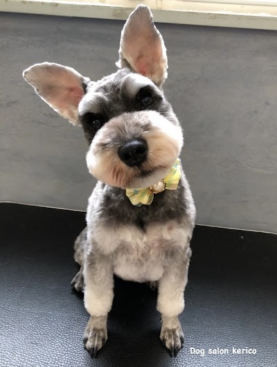 Dog salon kerico
