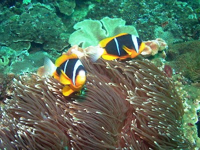 Photos of Sodwana Bay