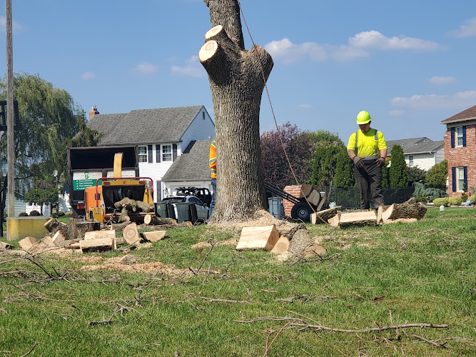 Ramirez & Lizbeth Tree Care