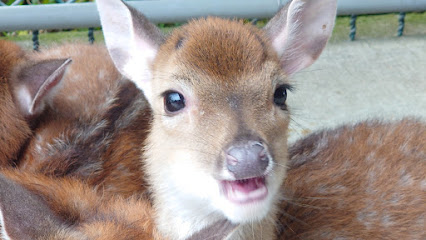 山腳鹿場水鹿之家