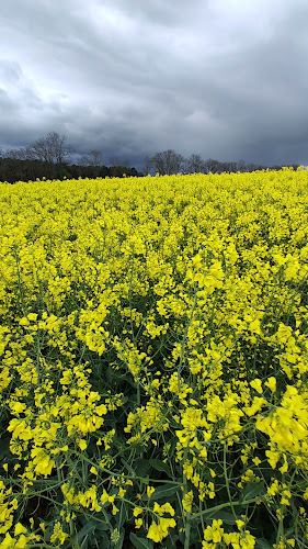 Comentarii opinii despre Wiatrak "Paltrak" Olandia