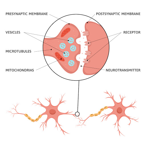 Neuromuscular Junction Disorders affect the connection between nerves and muscles, disrupting the…