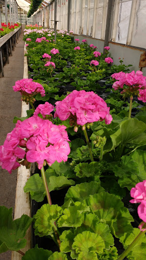 Wellman Florist and Greenhouse Gallery - United States