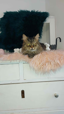 Hauskatze