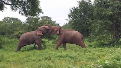 Photos of Lanka Sportreizen (LSR)