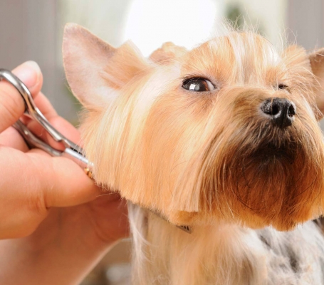 Looking for expert pet grooming in Gota, Ahmedabad? Our professional pet grooming services are de… post image