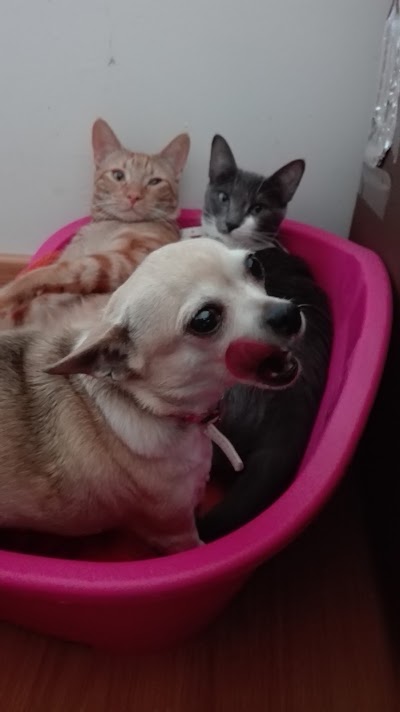 veterinary-care