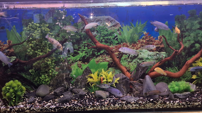 The Little Mozzarella - Pizza, Grill & Salad Bar | Вкусна Пица | Традиционна Италианска Паста | Скара | Свежи Салати