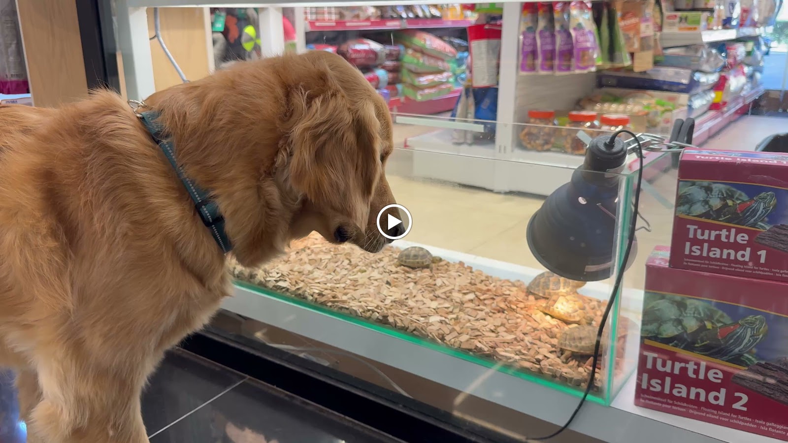 Best Pets Unlimited Trading LLC - صورة 2