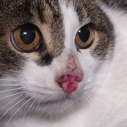 CATROGATOS - Visual