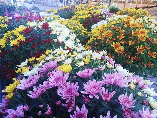 Azienda Agricola Vivaio Flora Verde di Taraborrelli Claudio - Thumbnail