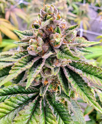 Photo of Mint Cannabis - Sarasota