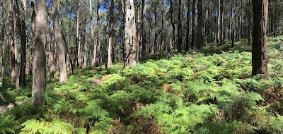 Photos of Woodlands Rainforest Retreat