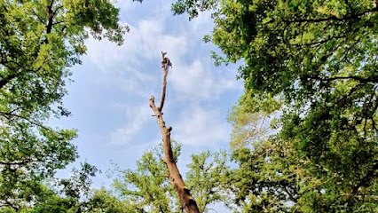 Vertic'Arbre Elagage