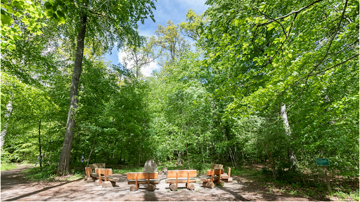 FriedWald Elm