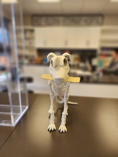 West Kelowna Veterinary Hospital - Thumbnail