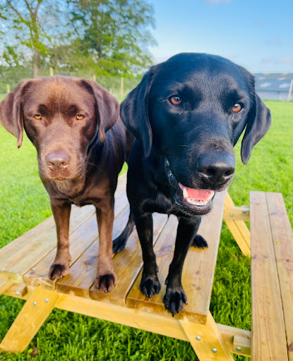 Allisons Kennels - Thumbnail