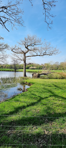 First Pond - Visual