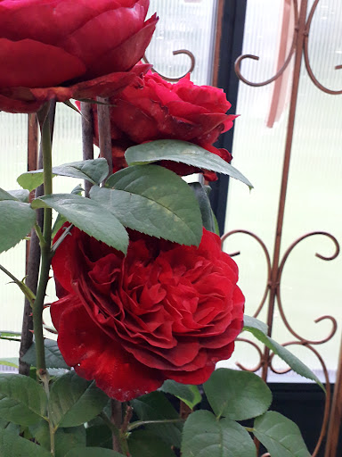 Il Roseto Az. Agr. Biovivaio - Thumbnail