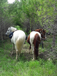 Photo n°8 de Au P'tit Poney Club à Combaillaux (Centre équestre)
