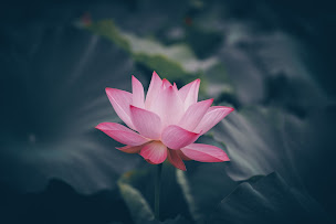 Photo n°2 de Yamahikari à Hyères (Thérapeute Reiki)