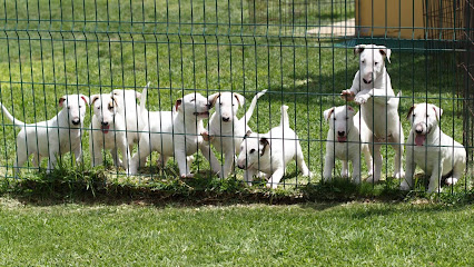 Bull Terrier De La Gran Estirpe