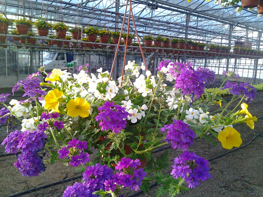 Floricoltura Vignola Nicola - Thumbnail