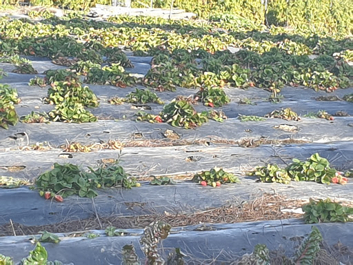 Heng Fresh Farm - Thumbnail