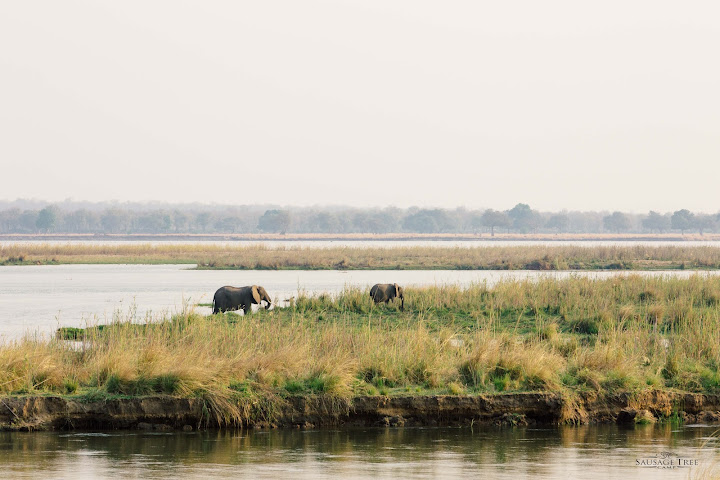Sausage Tree Camp - Zambia by null