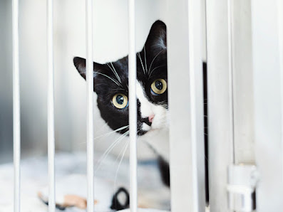 Bild: Tierarzt Aachen, Tierärztliches Zentrum für Chirurgie Dr. Kinzel Aachen Hauskatze