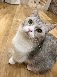 いぬねこカフェ Rio イオンモール常滑店